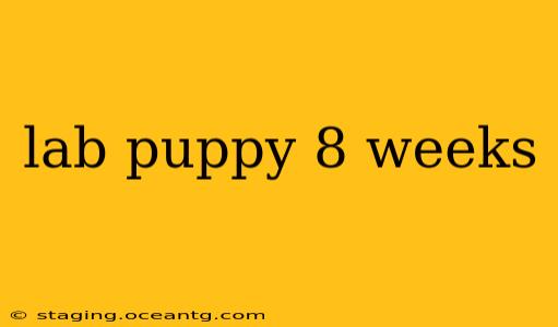 lab puppy 8 weeks