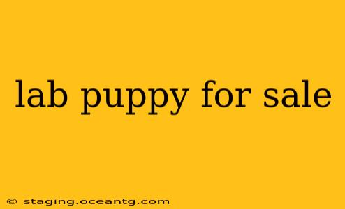lab puppy for sale