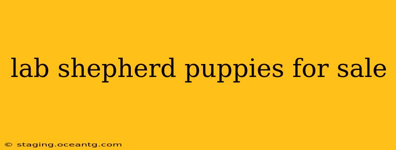 lab shepherd puppies for sale