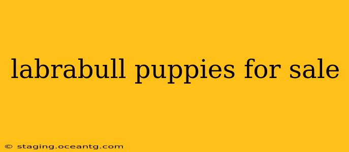 labrabull puppies for sale