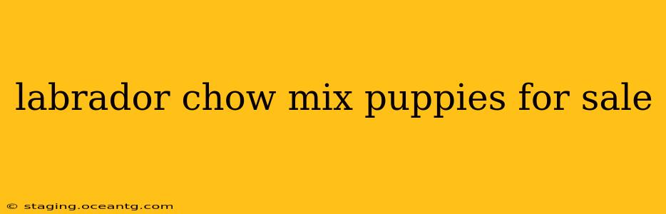 labrador chow mix puppies for sale