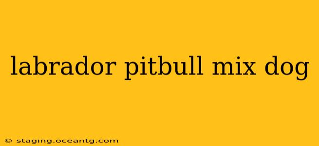 labrador pitbull mix dog