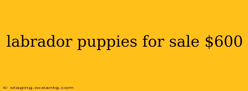 labrador puppies for sale $600