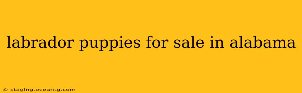 labrador puppies for sale in alabama