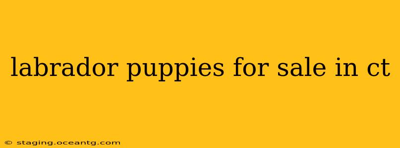 labrador puppies for sale in ct