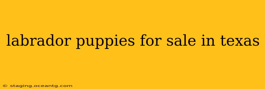 labrador puppies for sale in texas