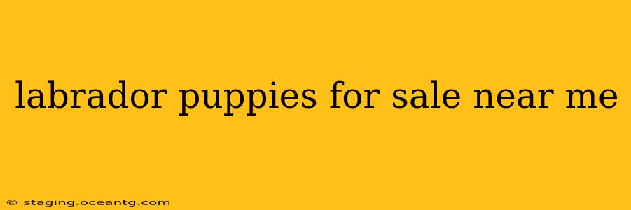 labrador puppies for sale near me