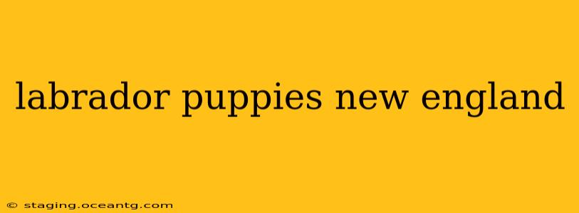 labrador puppies new england
