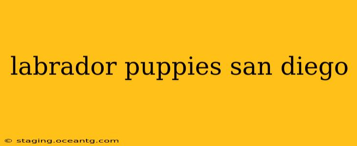 labrador puppies san diego
