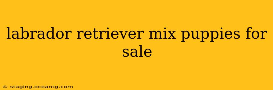 labrador retriever mix puppies for sale