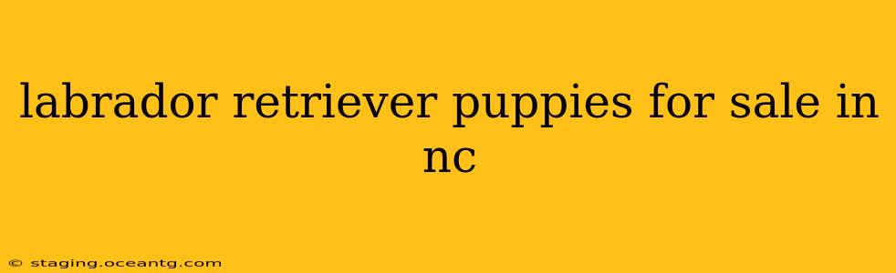 labrador retriever puppies for sale in nc
