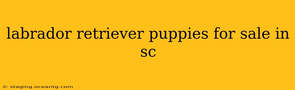 labrador retriever puppies for sale in sc