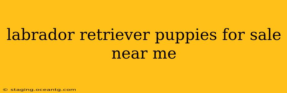 labrador retriever puppies for sale near me