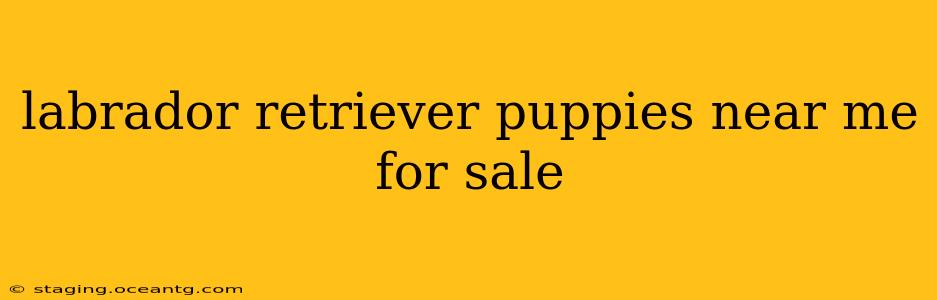 labrador retriever puppies near me for sale