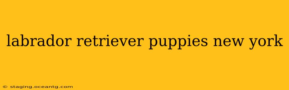 labrador retriever puppies new york
