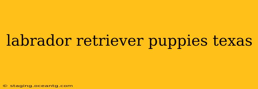 labrador retriever puppies texas