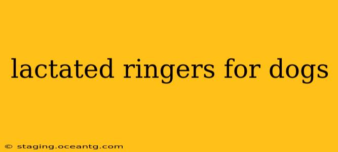 lactated ringers for dogs