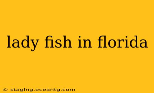 lady fish in florida
