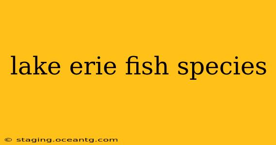 lake erie fish species