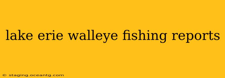lake erie walleye fishing reports