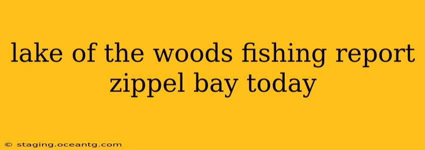 lake of the woods fishing report zippel bay today