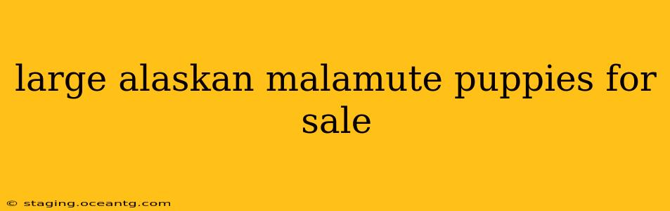 large alaskan malamute puppies for sale