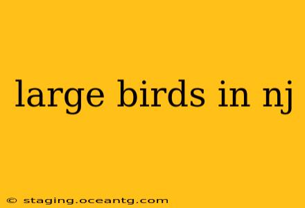 large birds in nj
