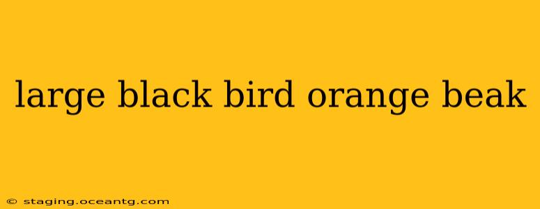 large black bird orange beak