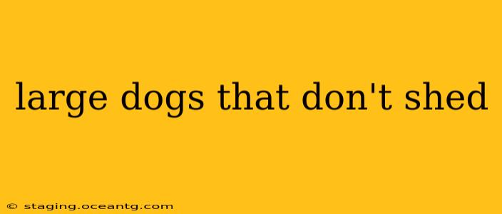 large dogs that don't shed