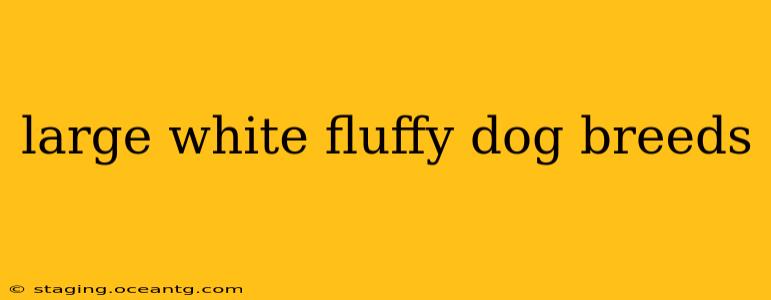 large white fluffy dog breeds