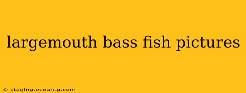 largemouth bass fish pictures