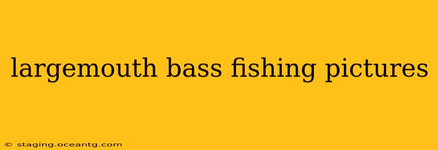 largemouth bass fishing pictures