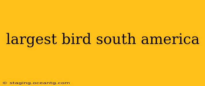largest bird south america