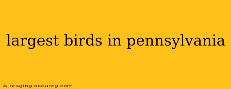 largest birds in pennsylvania