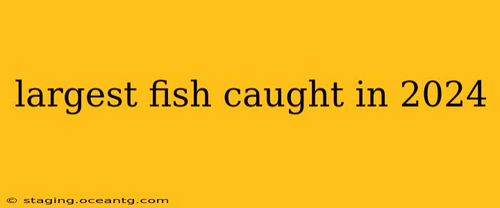 largest fish caught in 2024