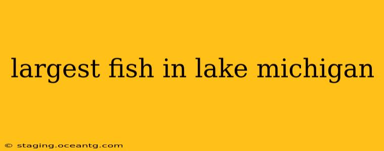 largest fish in lake michigan
