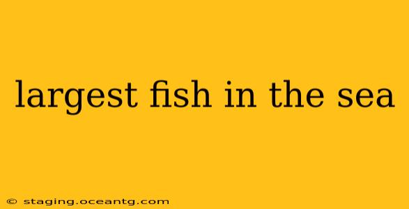 largest fish in the sea