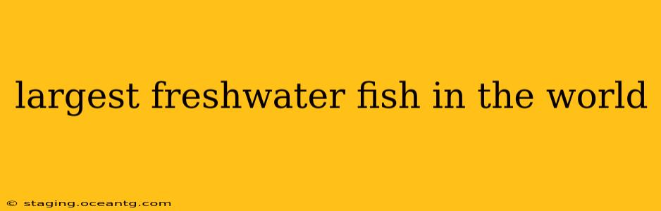 largest freshwater fish in the world