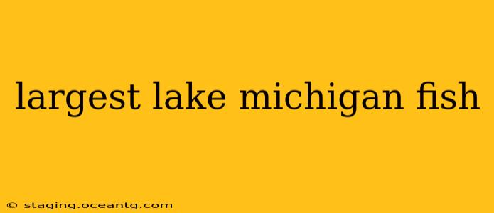 largest lake michigan fish