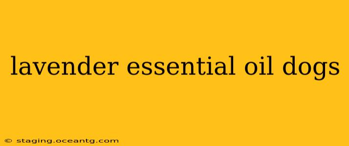 lavender essential oil dogs