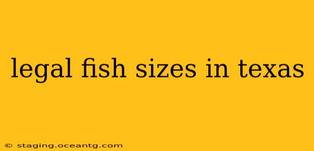legal fish sizes in texas