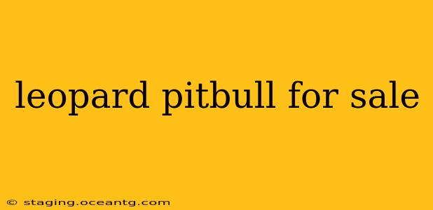 leopard pitbull for sale