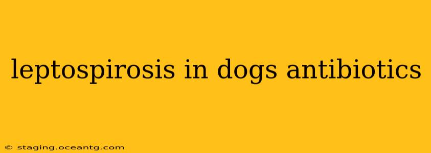 leptospirosis in dogs antibiotics