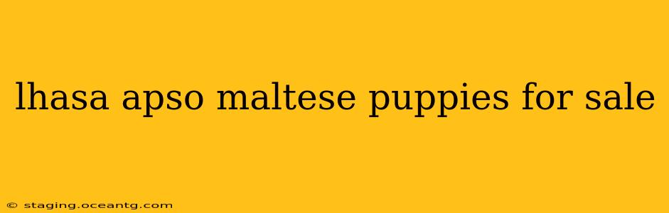 lhasa apso maltese puppies for sale