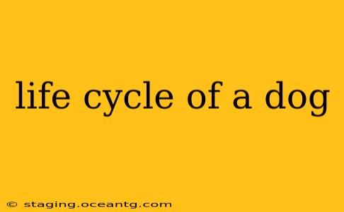 life cycle of a dog