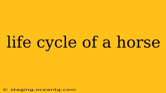 life cycle of a horse
