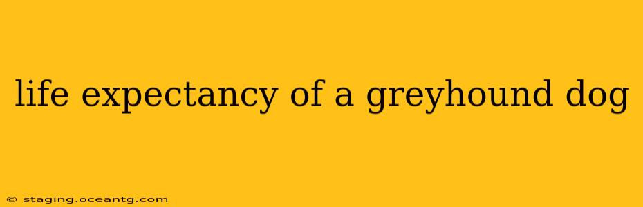 life expectancy of a greyhound dog