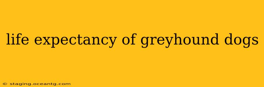 life expectancy of greyhound dogs