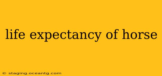 life expectancy of horse