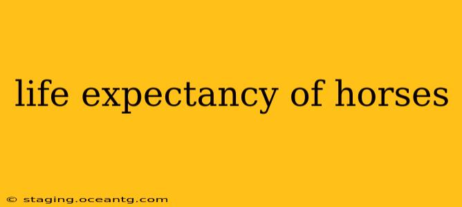 life expectancy of horses